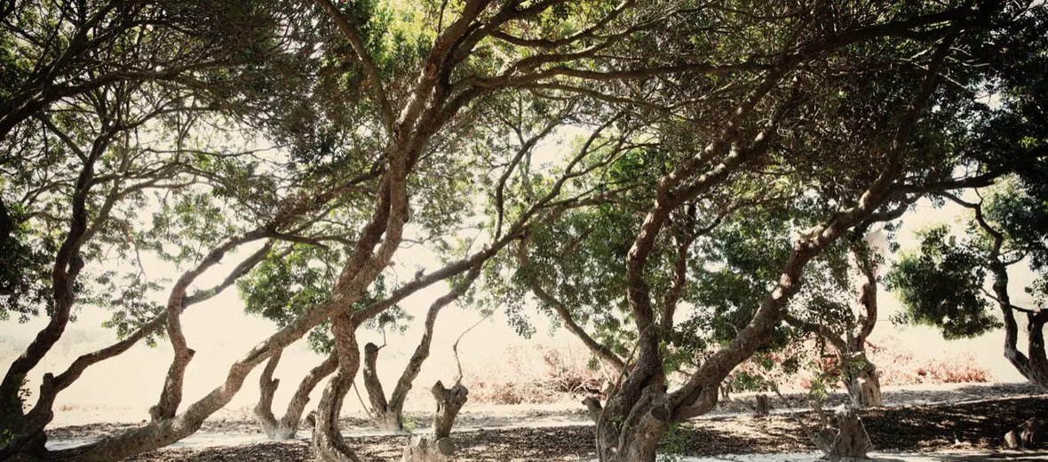 Chios Mastiha augintojai