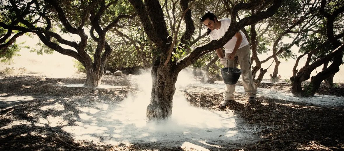 Chios Mastiha augintojai