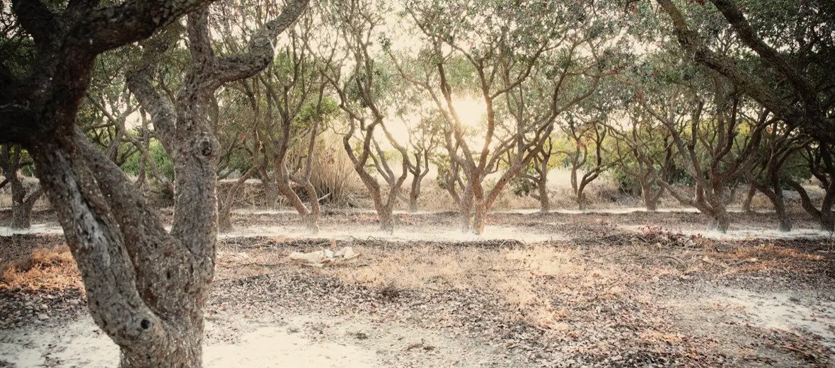 Chios Mastiha augintojai