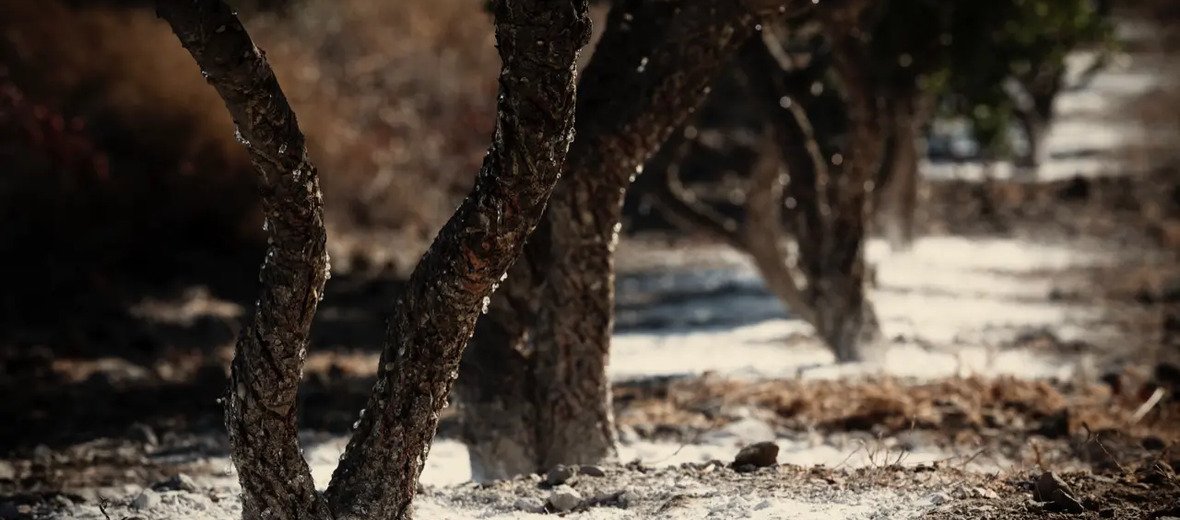 Chios Mastiha augintojai